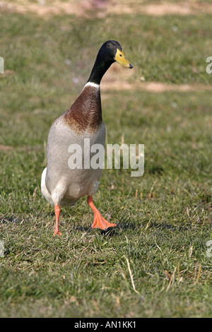 - Mallard drake - tournant sur meadow Anas platyrhynchos Banque D'Images