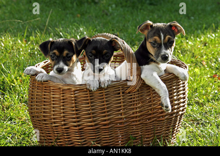 Trois Jack Russell Terrier - chiots dans le panier Banque D'Images