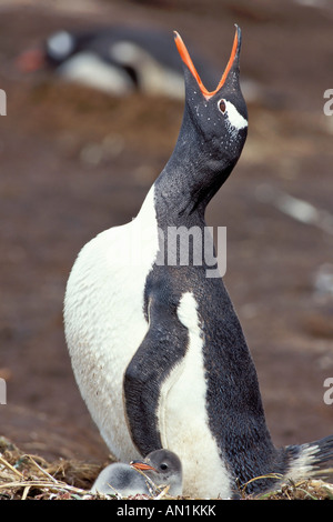 Gentoo pingouin Eselspinguin Pygoscelis papua Géorgie du Sud La région de l'Atlantique Sud antarktische sous l'antarctique Banque D'Images
