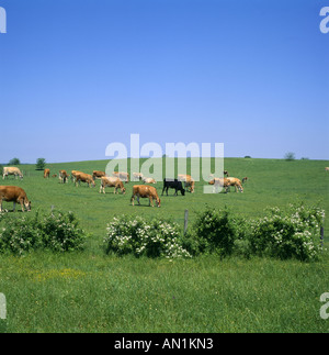 MIXED RACE HOLSTEIN JERSEY GUERNESEY ET BROWN SWISS GÉORGIE Banque D'Images