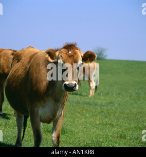 Vaches JERSEY GÉORGIE Banque D'Images