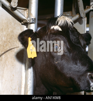 Étiquettes d'OREILLE DE VEAU HOLSTEIN APRÈS LA GÉORGIE D'INSERTION Banque D'Images