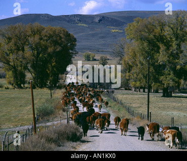 Déménagement VEAU VACHE TROUPEAU GUNNISON CO Banque D'Images