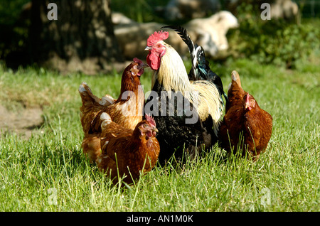 Les volailles Poulet Poulet ferme Haushuhn Gallus gallus domesticus Huhn Banque D'Images