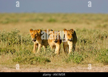 Trois jeunes lions Panthera leo dans la savane en Afrique Namibie Etosha National Park Banque D'Images