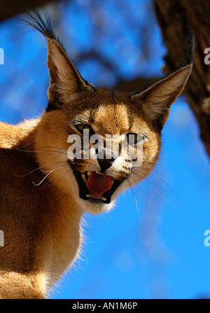 Karakal Felis caracal Lynx africain Afrika Afrique Namibie Afrikanischer Luchs Banque D'Images