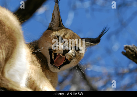 Karakal Felis caracal Lynx africain Afrika Afrique Namibie Afrikanischer Luchs Banque D'Images