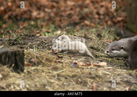 Baby otter avec mère court asiatiques ou griffé Otter Aonyx cinerea nouveau-né Banque D'Images