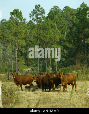 La Géorgie de bétail Santa Gertrudis Banque D'Images