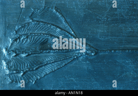 Lys de mer, crinoïdes (incl.) stars en plumes (Crinoidea), Lily mer fossile Banque D'Images