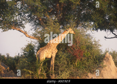 Girafe Giraffa camelopardalis parcourt sur la végétation Botswana Banque D'Images