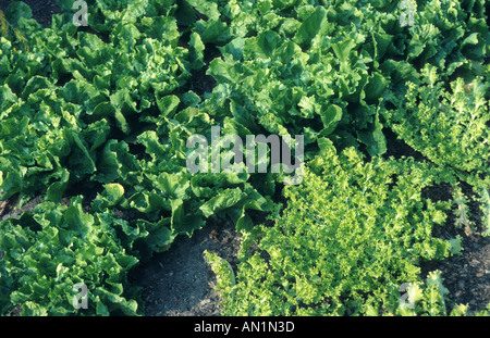 La Belgique, l'endive (chicorée endive Cichorium endivia var. latifolium u. var. crispum) Banque D'Images