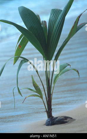 Cocotier (Cocos nucifera), plantule Banque D'Images
