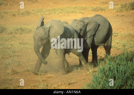 L'éléphant d'Afrique Loxodanta africanus Deux jeunes jouant Banque D'Images