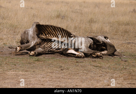 L'éléphant d'Afrique Loxodonta africana morts sur les plaines de Masai Mara au Kenya Banque D'Images