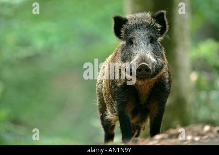 Le sanglier Sus scrofa en forêt Parc National de la Forêt Bavaroise Allemagne Bavière Banque D'Images