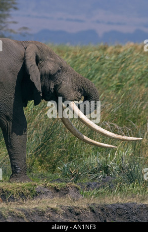 Bull l'éléphant de boire Ngoitokitok Springs dans le cratère du Ngorongoro en Tanzanie Banque D'Images