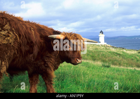 Schottisches zeste d'Hochland Scotish Highland cattle Ecosse Schottland Port Charlotte Banque D'Images