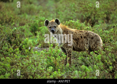 Tuepfelhyaene corcuta Crocuta Hyène tachetée dans la végétation fraîche Amboseli NP Afrika Banque D'Images