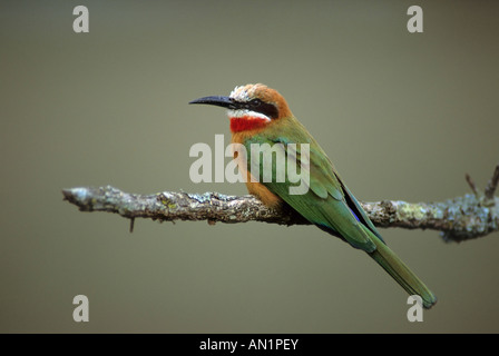 Bienenfresser Weissstirn rieuses Spint Bee eater Merops bullockoides NP Lac Nakuru Kenya Afrika Spint Beaeater Banque D'Images