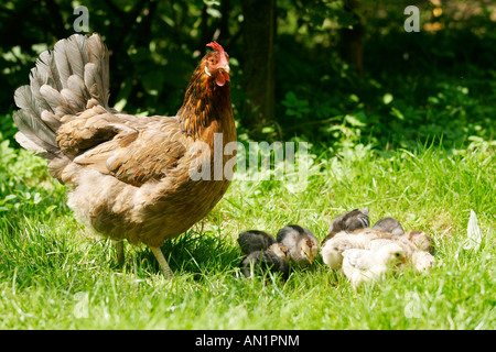 Haushuhn Kueken mit les volailles Poulet Hen Henne Poulet ferme femelle Gallus gallus domesticus Huhn Banque D'Images