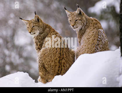 Luchse Lynx lynx Banque D'Images