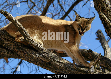 Karakal Felis caracal Lynx africain Afrika Afrique Namibie Afrikanischer Luchs Banque D'Images