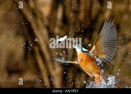 Optimize Alcedo atthis kingfisher martin-pêcheur d'europe europa la rivière Banque D'Images