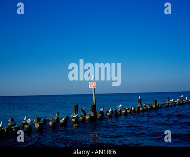 Seagull assis sur groines à la plage de la mer Baltique Usedom Heringsdorf Mecklembourg Poméranie occidentale. Photo par Willy Matheisl Banque D'Images