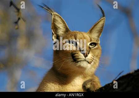 Karakal Felis caracal Lynx africain Afrika Afrique Namibie Afrikanischer Luchs Banque D'Images