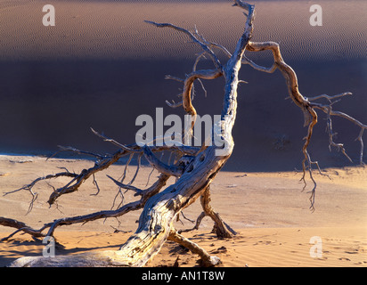 Arbre mort camelthorn acacia erioloba dans le Namib dunes de Sossusvlei Namibie Namib Naukluft Park sud Banque D'Images