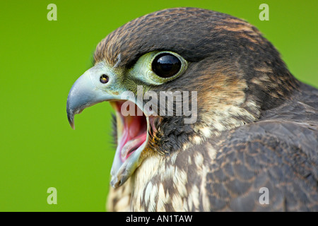 Falco peregrinus Peregrine Wanderfalke Banque D'Images