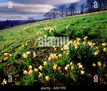 Go - GLOUCESTERSHIRE : jonquilles sauvages près de Kempley Banque D'Images