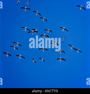 La migration des oiseaux le pélican blanc pélican blanc (est de l'le pélican blanc pélican blanc pélican rose) Banque D'Images