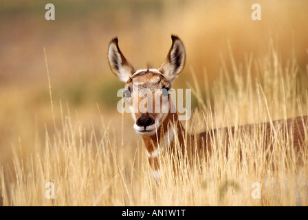 L'antilocapre Antilocapra americana Yellowstone NP USA Banque D'Images