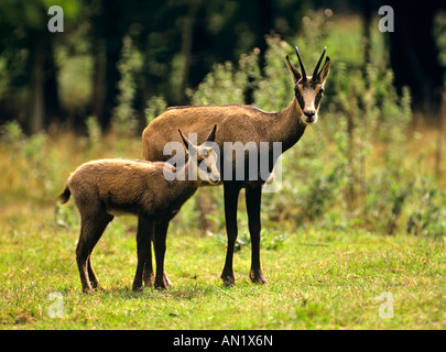 Gemse mit Jungtier Chamois Rupicapra rupicapra Banque D'Images