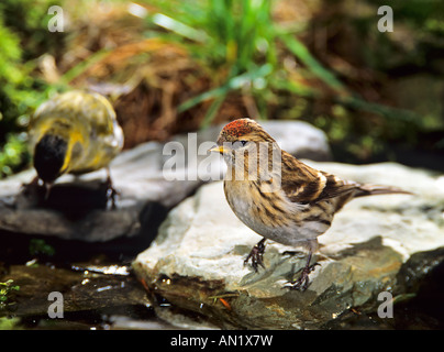 Un Birkenzeisig Traenke Weibchen der Acanthis flammea Sizerin flammé femme Banque D'Images