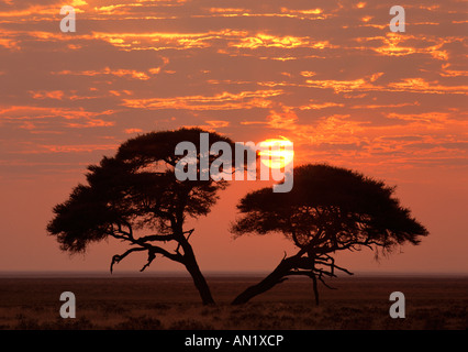 Parapluie individuels géant acacia Thorn Acacia tortilis dans les savanes avec soleil levant Afrique Namibie Etosha National Park Banque D'Images