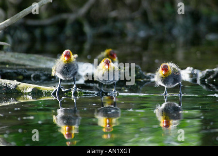 Blaesshuhn Fulica atra Foulque europe europa Banque D'Images