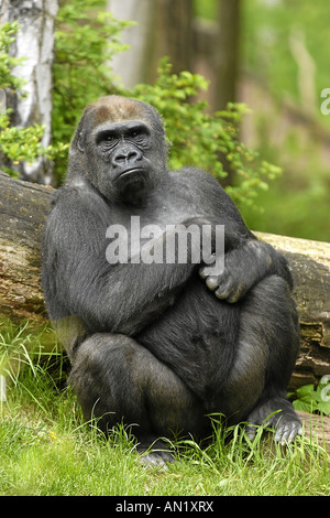 Flachlandgorilla Westgorilla de l'Ouest Gorilla gorilla gorilla gorilla Westerngorilla Menschenaffe Flachland Banque D'Images