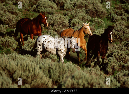 Quatre chevaux ranch exécutant si sage vert dans l'Oregon Banque D'Images