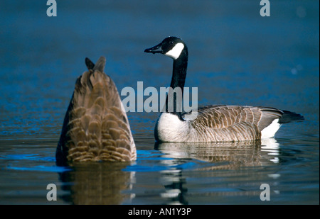 Kanadagans Branta canadensis taucht nach Nahrung Kopf unter Wasser gestreckt Deutschland Banque D'Images