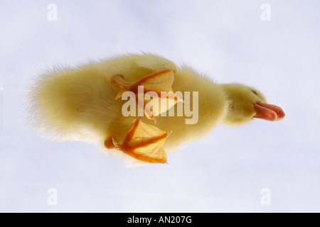 Entenkueken Hausente kueken caneton canard canetons domestiques Banque D'Images