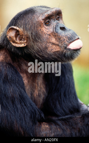 Schimpanse chimpanzé Pan troglodytes Banque D'Images