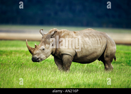 Rhinocéros blanc Breitmaulnashorn Le lac Nakuru Kenya Kenya Afrique Afrika Banque D'Images