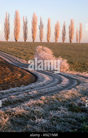 Pappeln Sonnenaufgang im Feld auf einem mit Raureif Banque D'Images