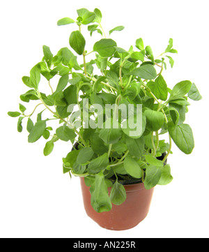 La marjolaine Origanum marjolaine douce nouée de Majorana hortensis Majorana potted plant Banque D'Images