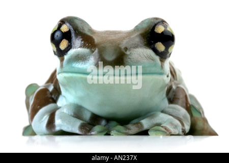 Phrynohyas resinifictrix canopée amazonienne portrait grenouille Banque D'Images