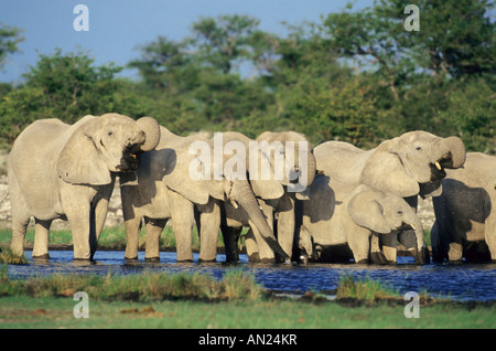 Afrikanischer Elefant Elephant Loxodonta africana NP Etoscha Namibie Afrika Wasserstelle waterhole Banque D'Images