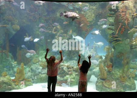 Nouveau-Mexique Albuquerque Biological Park,Aquarium,réservoir de requin eau vie marine poissons,garçon garçons fille mâle filles femme frère soeur frères frères frères frères sœurs,regarder Banque D'Images